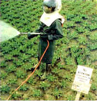 bayer.jpg (10434 byte)